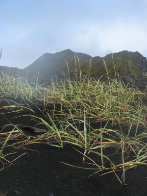 Grassy plants on lava plain