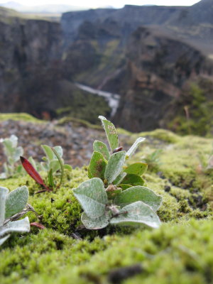 Plant by the canyon