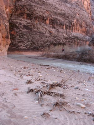 Driftwood