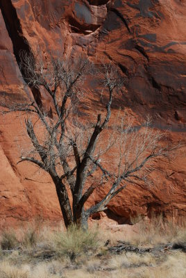 Another tree