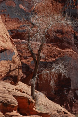 Yet another hardy tree