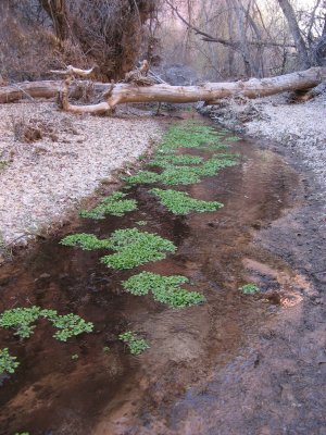 Creek in Wrather canyon