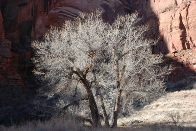 Glowing tree
