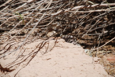Can you see the lizard?
