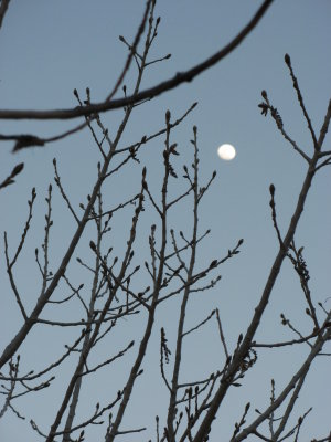 Moon