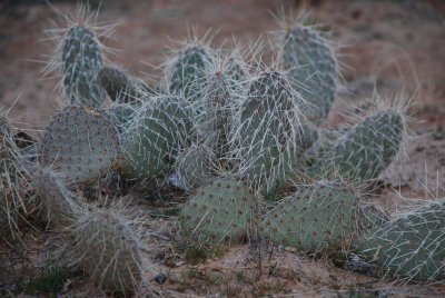 Cactus