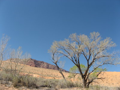Desert tree