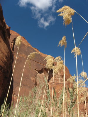 Paria Canyon - Vermillion Cliffs Wilderness (UT/AZ) 2008