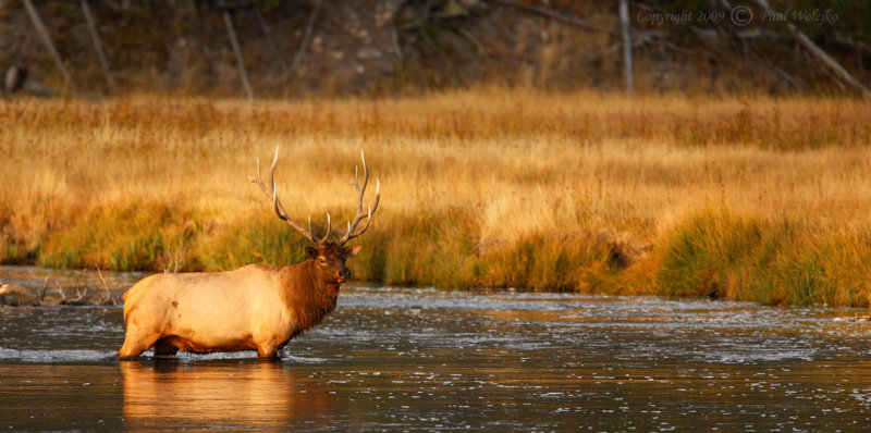 Bull Elk9.jpg