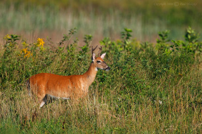 Four Point Buck in Velvet
