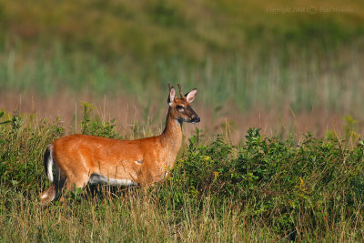 Two Point Buck in Velvet