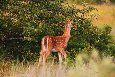 Fawn Eating Berries