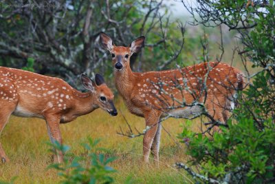 Fawn Siblings