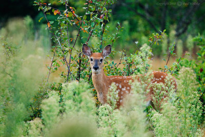 Alert Fawn
