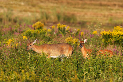 Doe and Fawn