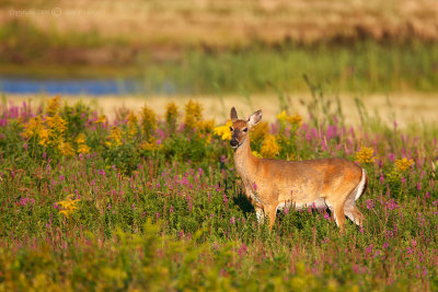 Doe in the Flowers