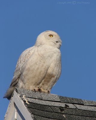 Snowy Owl on Roof