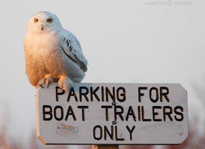 Snowy Owl on Sign