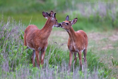 Deer Yearlings