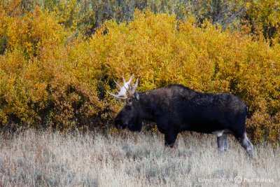 Bull Moose.jpg