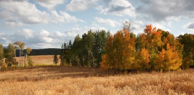 Fall Colors2.jpg