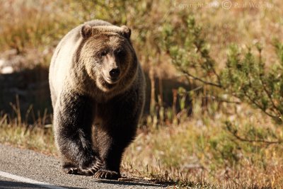 Grizzley walking down the Road.jpg