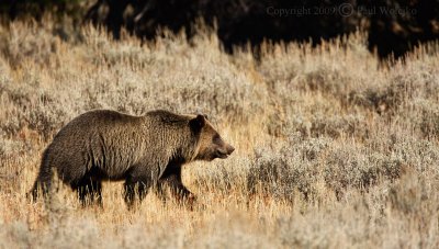 Grizzly Bear1.jpg