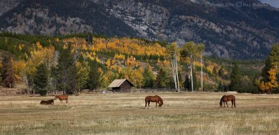 Horse Farm in Grand Tetons.jpg