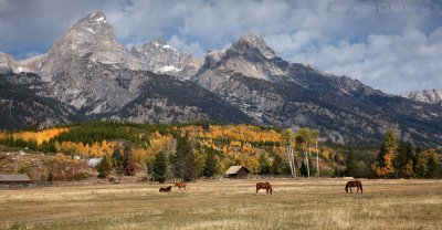 Horse Farm in Grand Tetons2.jpg