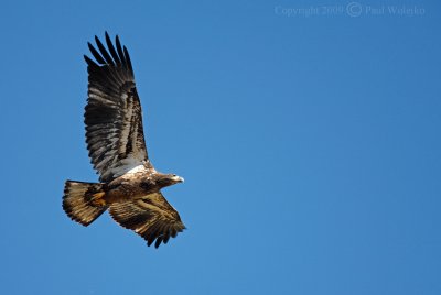 Immature Bald Eagle.jpg