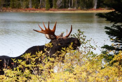 Moose at String Lake.jpg