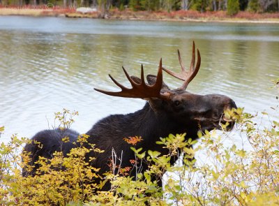 Moose at String Lake3.jpg