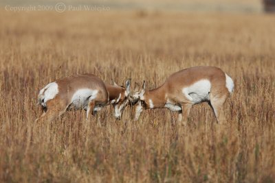 Pronghorn Sparring.jpg