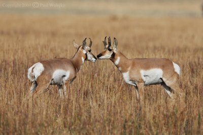 Pronghorn1.jpg