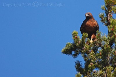 Red Tailed Hawk.jpg