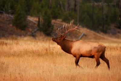 Bull Elk1.jpg