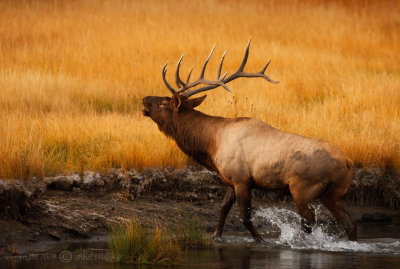 Bull Elk4.jpg