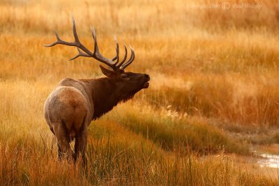 Bull Elk5.jpg