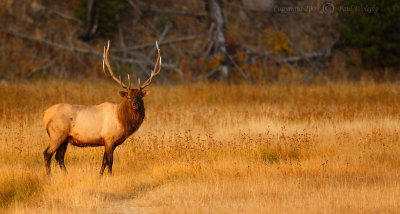 Bull Elk8.jpg