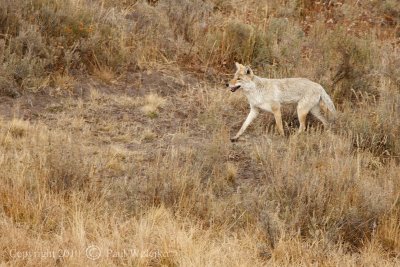 Coyote in Hayden Valley.jpg