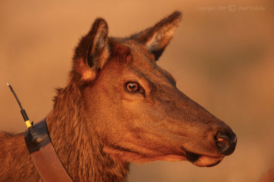 Elk Closeup.jpg