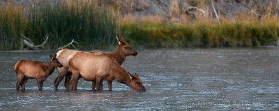 Elk in River.jpg