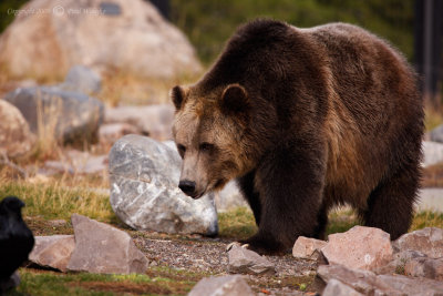 Griizly1-Grizzly Discovery Center.jpg