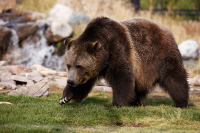Griizly2-Grizzly Discovery Center.jpg
