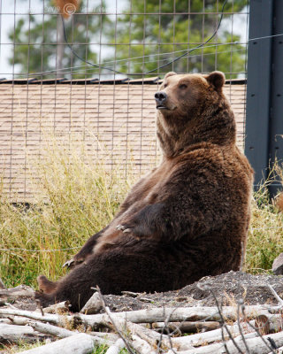 Griizly3-Grizzly Discovery Center.jpg