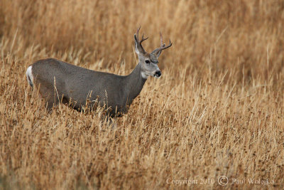 Mule Deer1.jpg
