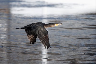 Cormorant