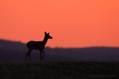 Deer at Sunset