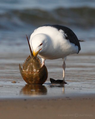 Seagull with Horseshoe Crab