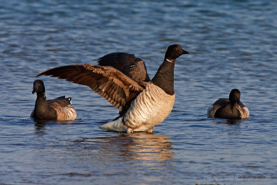 Brant Stretching Wings